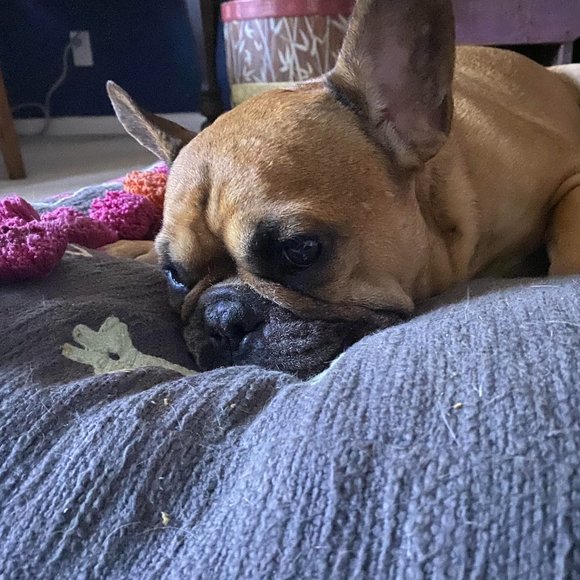 Meet your Posher, Terri - Picture 4 of 4